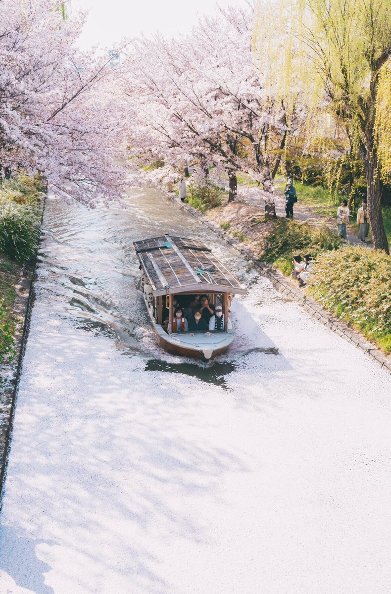 京都で見た絨毯のような桜の花筏