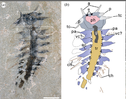 At the beginning of last year, Xiaoyu Yang came with a @AvHStiftung fellowship and a beautiful Cambrian annelid fossil to our department. Have a look what it means for annelid evolution, with @MTAguado and @conrad_helm royalsocietypublishing.org/doi/10.1098/rs…