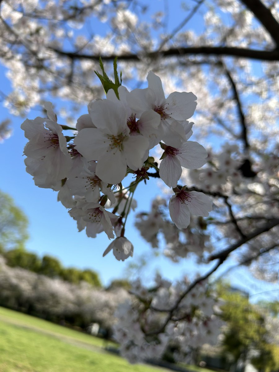 「今日は作家仲間さんとお花見に行きましたお酒と桜最高でした 」|茶菓山しん太のイラスト