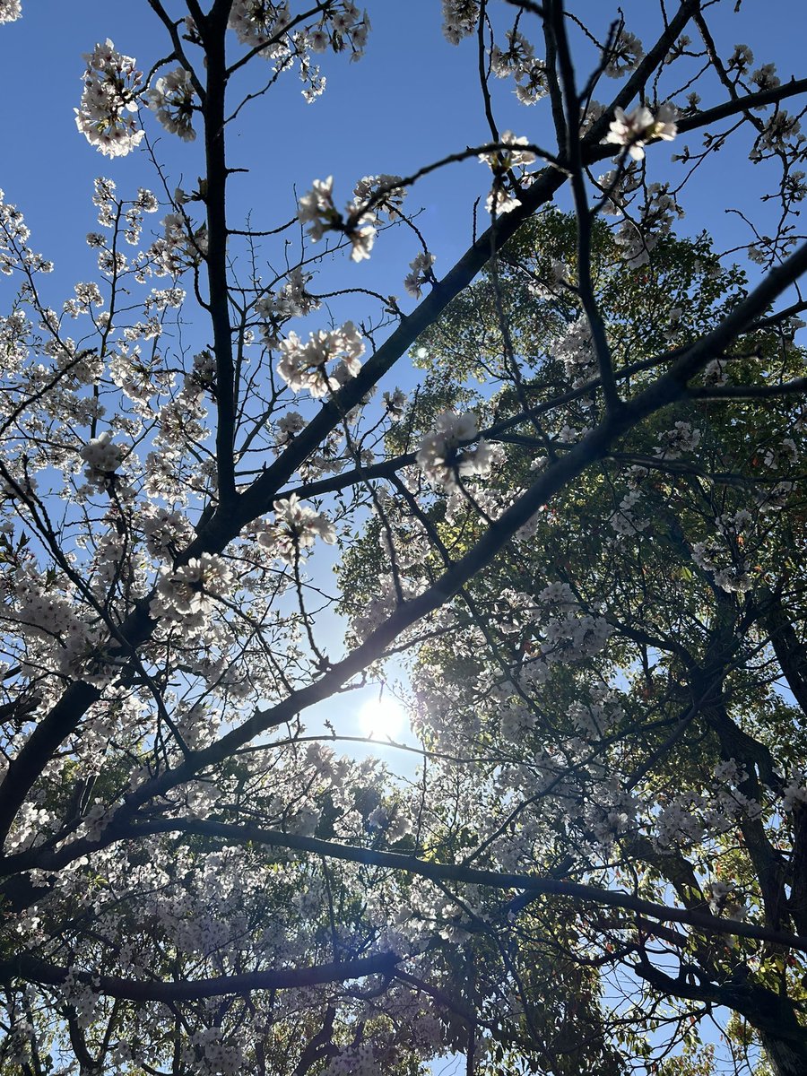 outdoors sky day blue sky tree no humans sunlight  illustration images