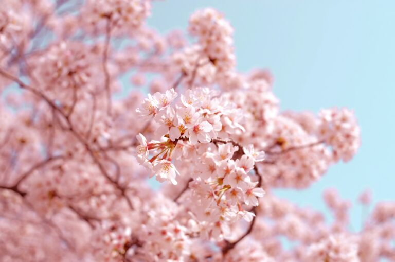 Spring blossom is one of most beautiful signs of the season and due to climate change it's now happening earlier. Find out more about the impact on your fruit bowl here: research.reading.ac.uk/research-blog/… @unirdg_research @uniofreading #climatechange #sustainability