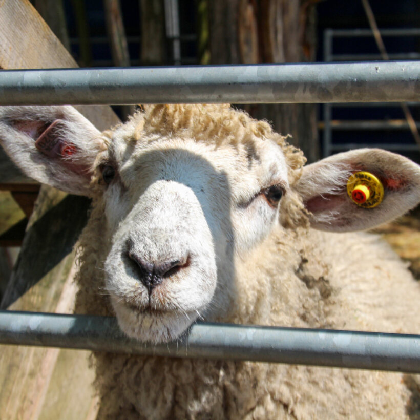 It's National Farm Animals Day. Did you know that we work in farming? Oasis Farm Waterloo @OasisFarmSE1 and Oasis Farm Southampton (southamptoncityfarm.com) work everyday to build community through sustainable practice, promoting wellbeing, and looking after the natural world.