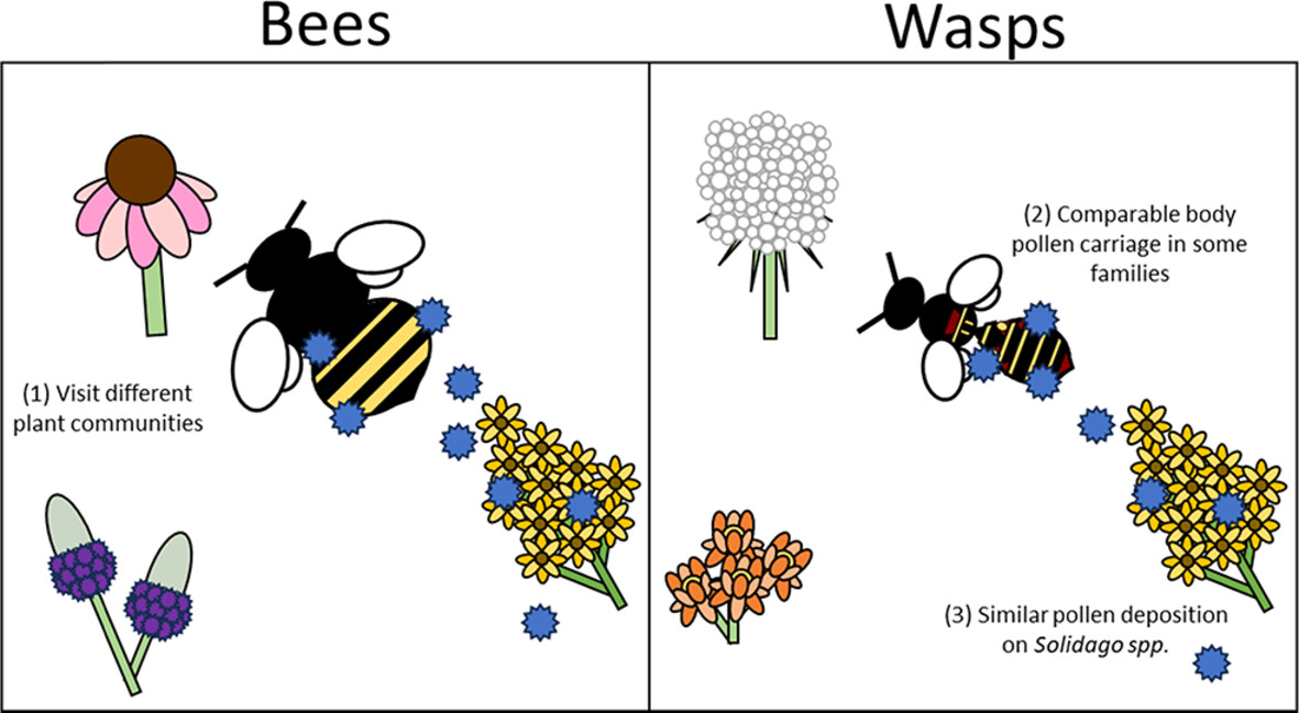 Debunking wasp #pollination: Wasps are comparable to bees in terms of plant interactions, body pollen and single-visit pollen deposition: doi.org/10.1111/een.13… #OpenAccess #Pollinators #Hymenoptera #PlantInsectInteractions @WileyEcolEvol