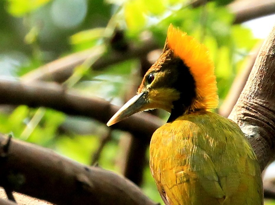 Woodpecker Wednesday Greater Yellownape #IndiAves #birdphotography #birdwatching