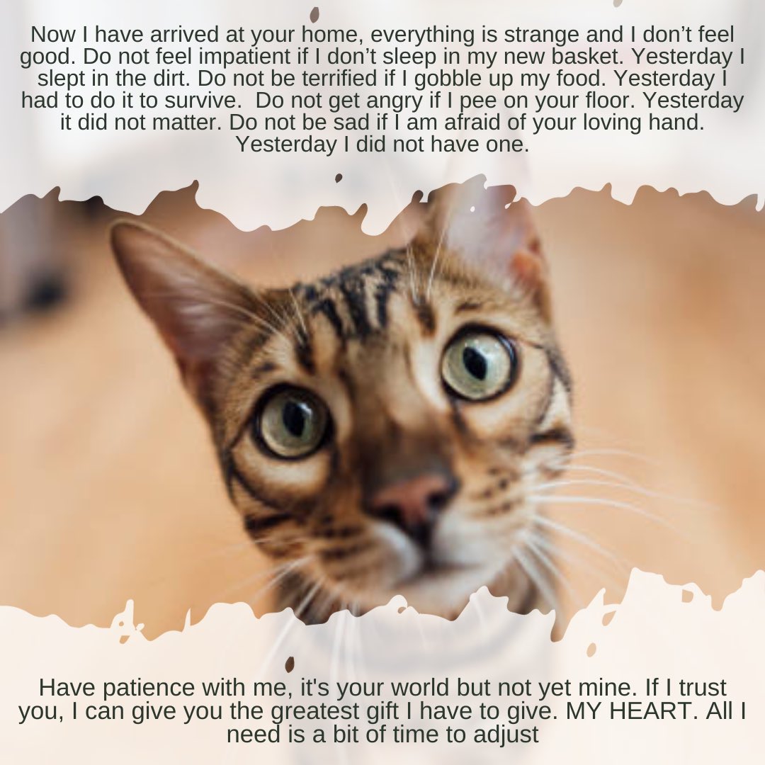 nekoママ。🐈 tweet media