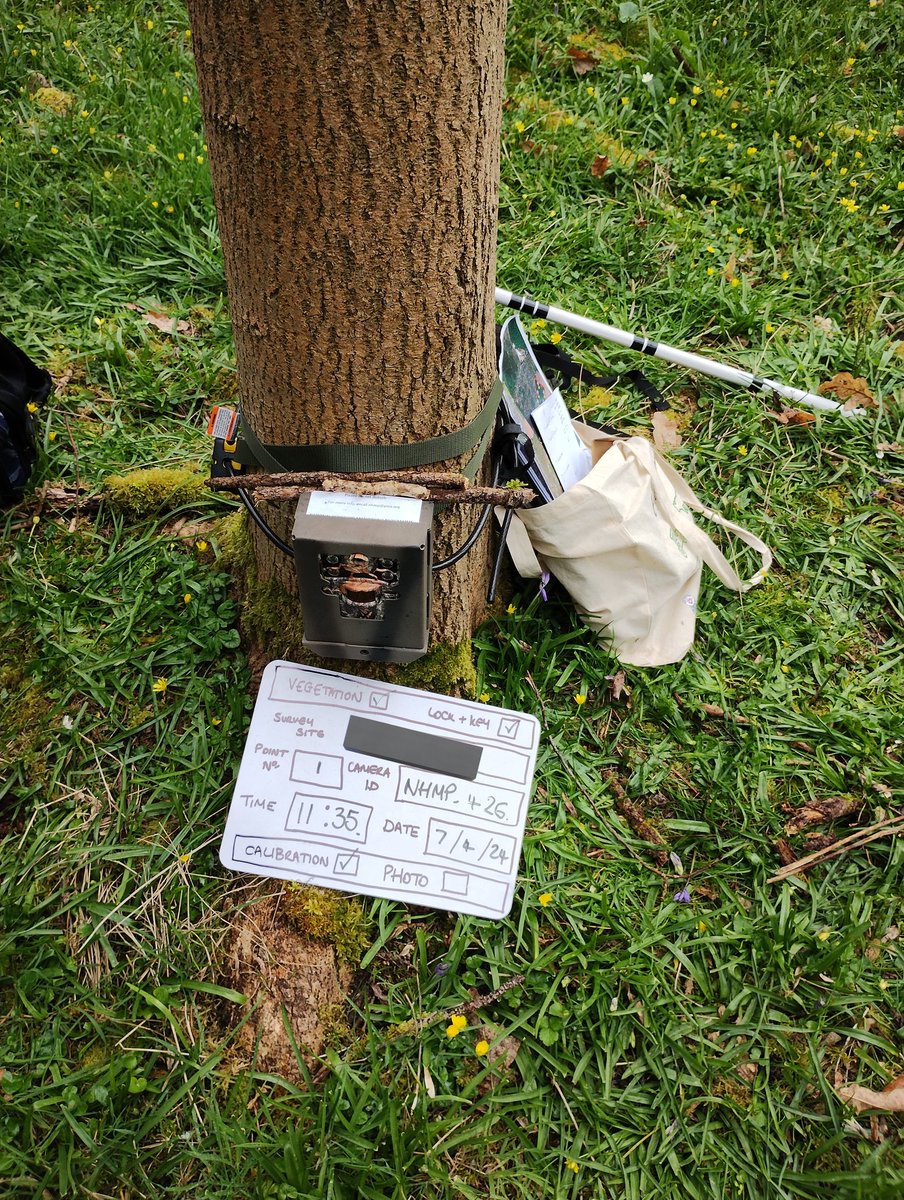 The second field season of the National Hedgehog Monitoring Programme is underway #NHMP 🦔📷🎉 @NottmTrentUni @PTES @hedgehogsociety @MammalWeb @OfficialZSL @LondonHogWatch @durham_uni