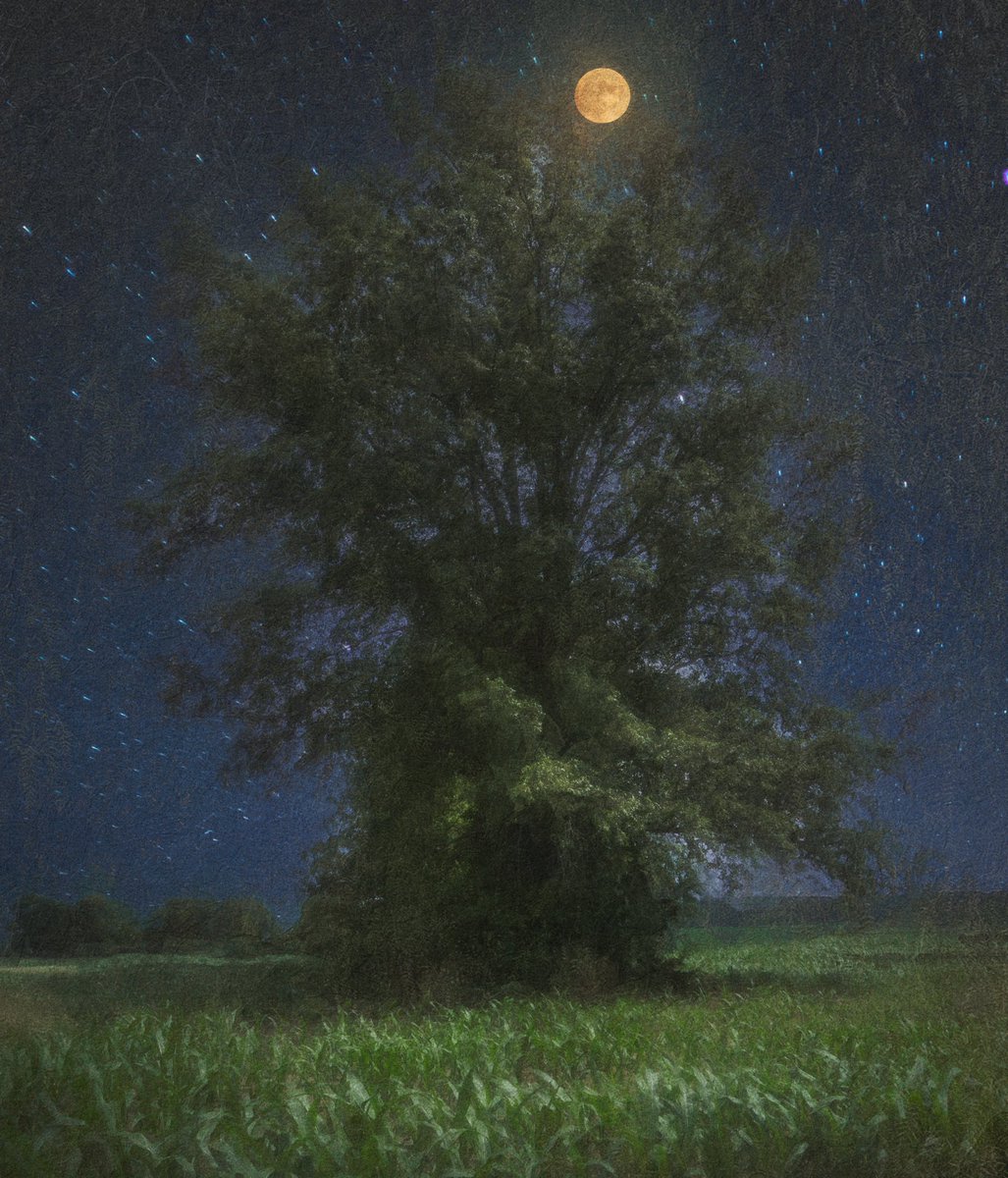 lord of the cats tweet media