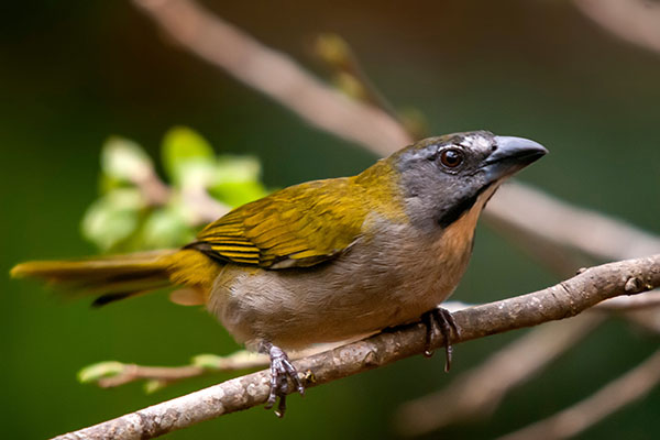 Tropical bird might be able to tolerate climate change better than expected. Supported by funding from NIFA, researchers at the @UofIllinois have made discoveries in how bird species can handle thermal variation. ▶️ nifa.usda.gov/about-nifa/imp…