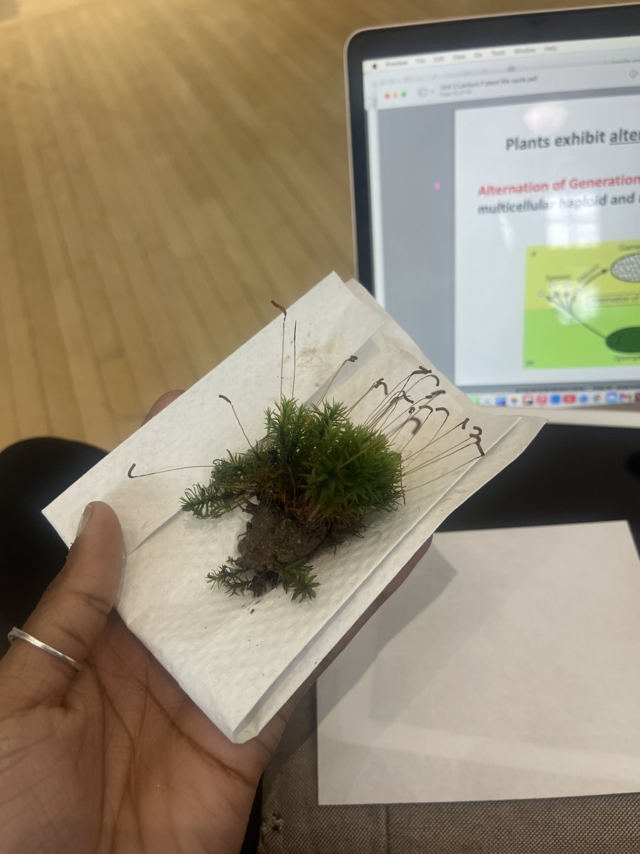 Looking at moss with sporophytes—thank you Professor Ronsheim! (Post by Jayda Taylor ‘27) #VassarLife #VassarFaculty