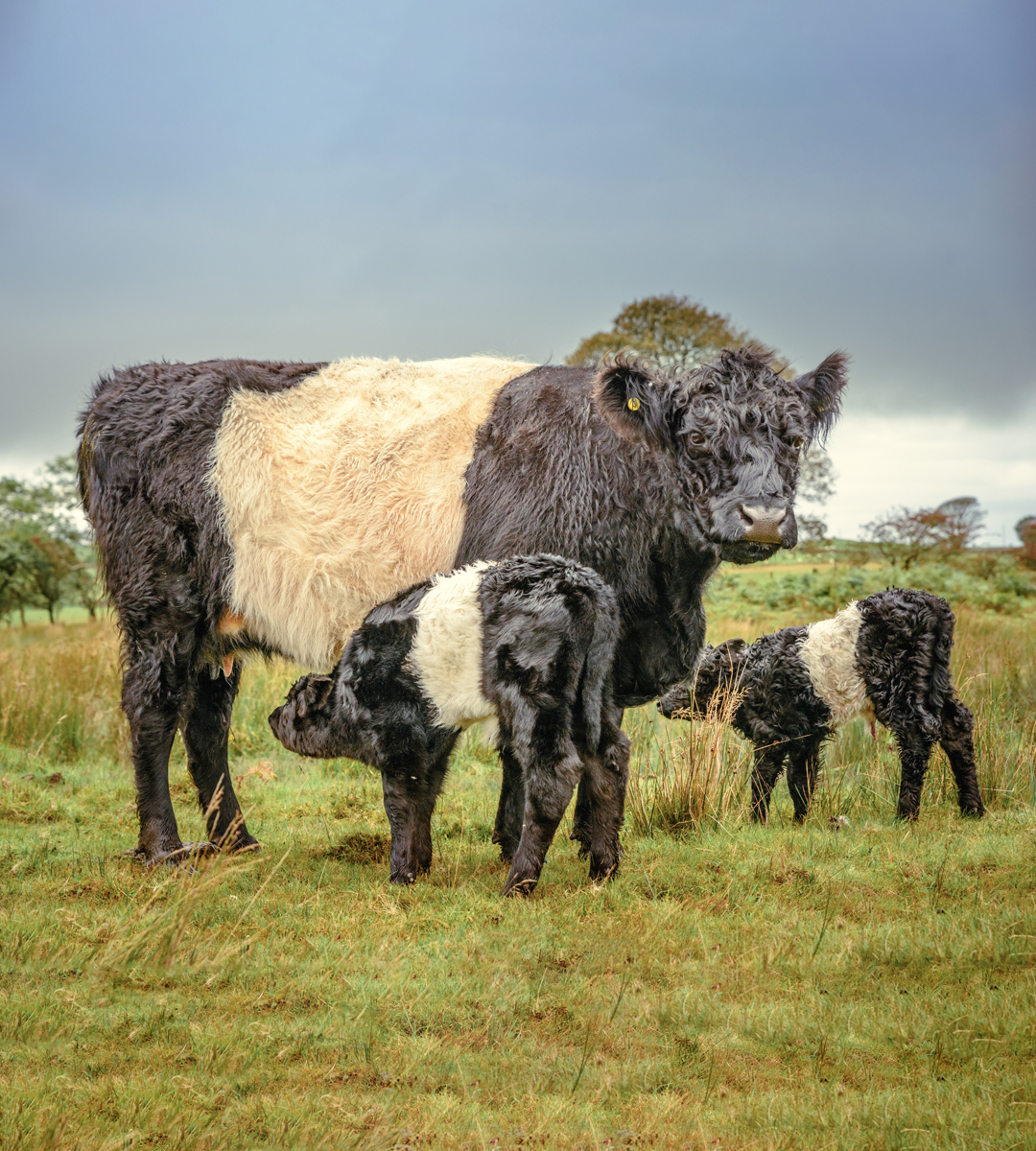 Beautiful baby belties!! Have you been lucky enough to spot any on your visit to the South of Scotland? 📍Mochrum, Dumfries & Galloway #Scotland