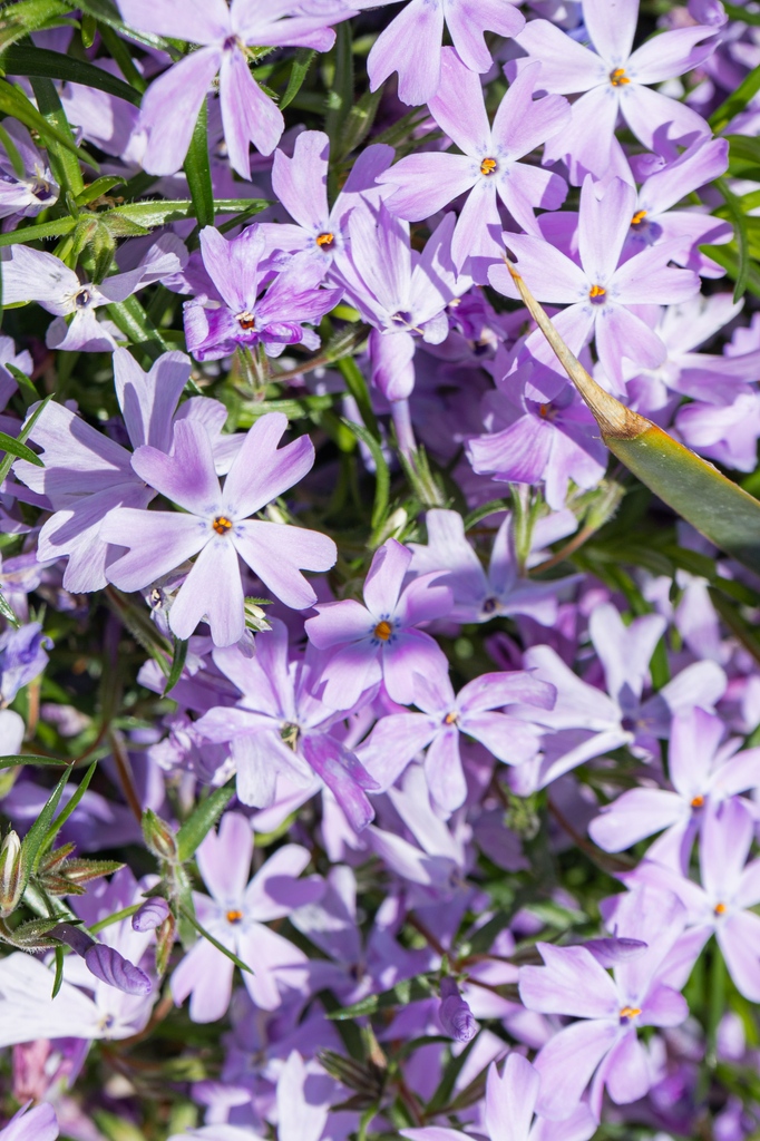 3 Plants blooming in the Sigourney Cheek Literary Garden this week: ❤️‍🔥Ice Plant, Delosperma 🌼Four-Nerve Daisy, Tetraneuris scaposa 💜Creeping Phlox, Phlox subulata What else have you spotted?