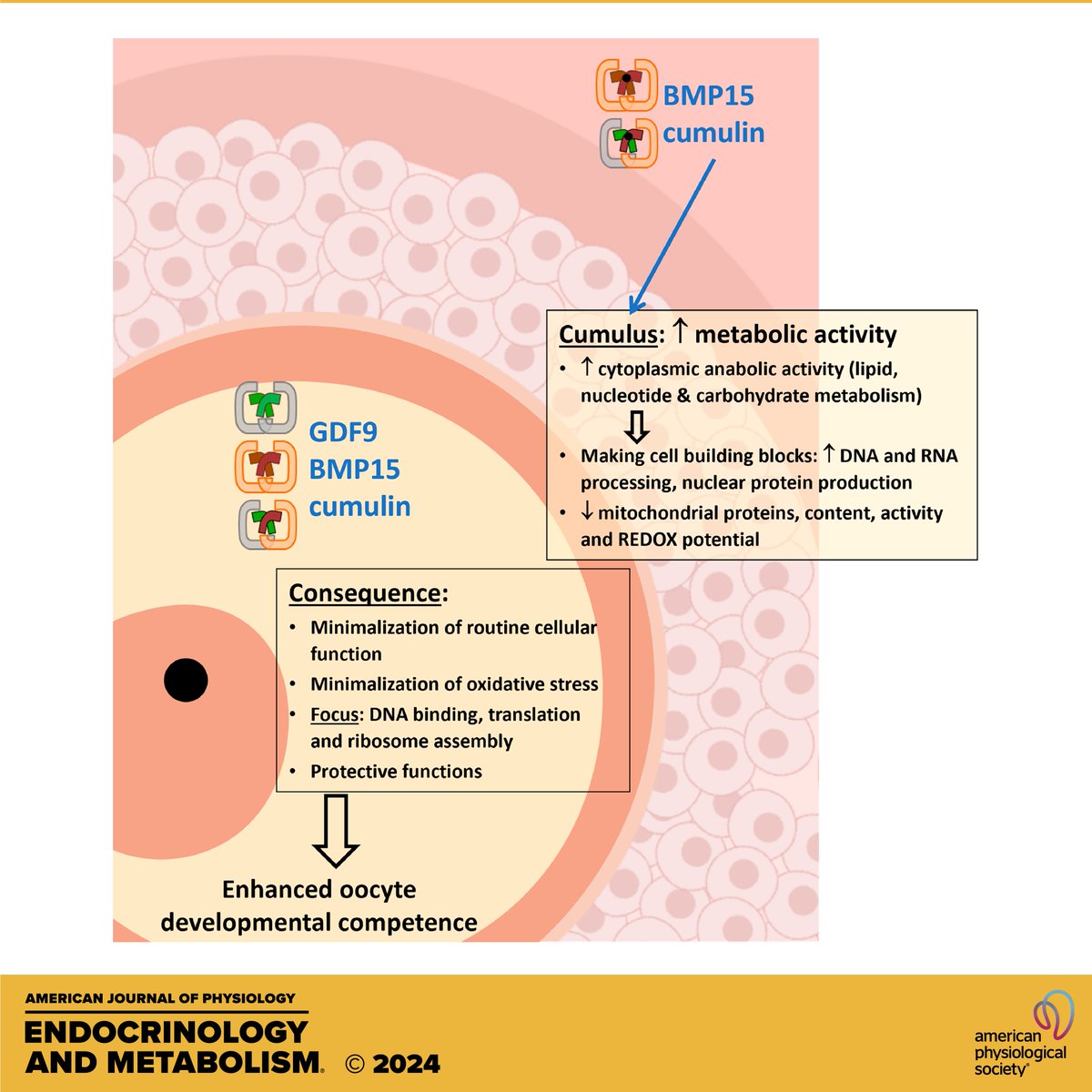 New in the #AJPEndoMetab March issue! Oocyte and cumulus cell cooperativity and metabolic plasticity under the direction of #oocyte paracrine factors Dulama Richani et al. ow.ly/fLSk50RcgnZ #metabolicplasticity