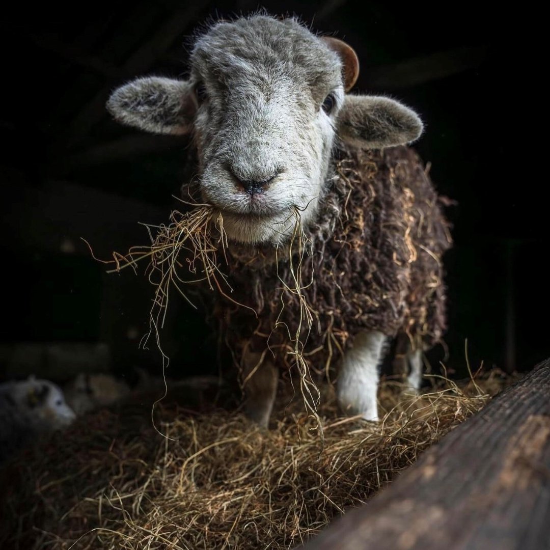 Today's #WowWednesday has been captured by wonderous.wildlife (on Instagram) 🐑 'Great Langdale Herdy spotted on my way to Blea Tarn. Very adorable shot caught whilst she was chewing away on some hay.' What's your favourite Lake District animal?