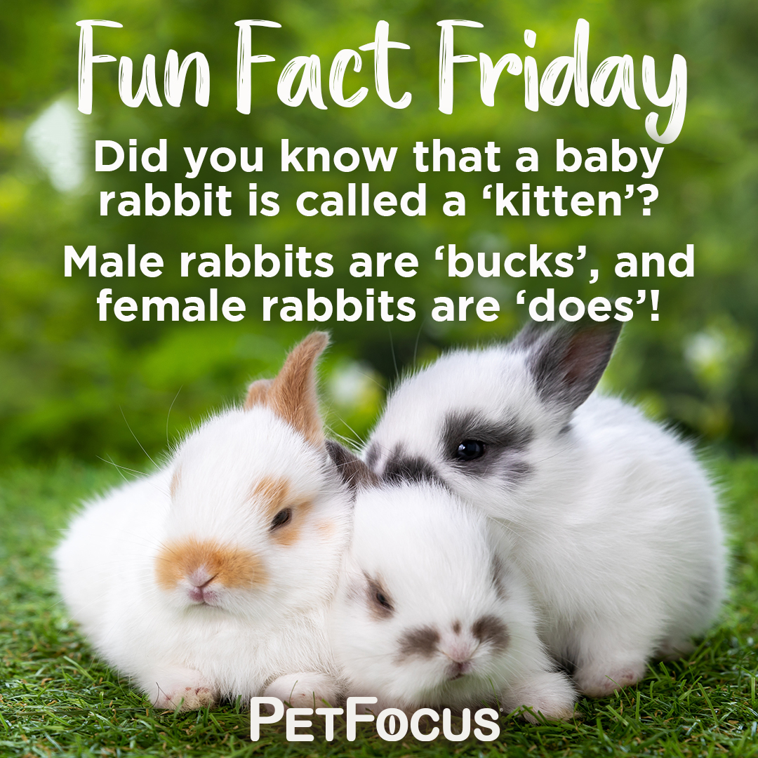 Difference Between Male Introducing Male And Female Rabbits