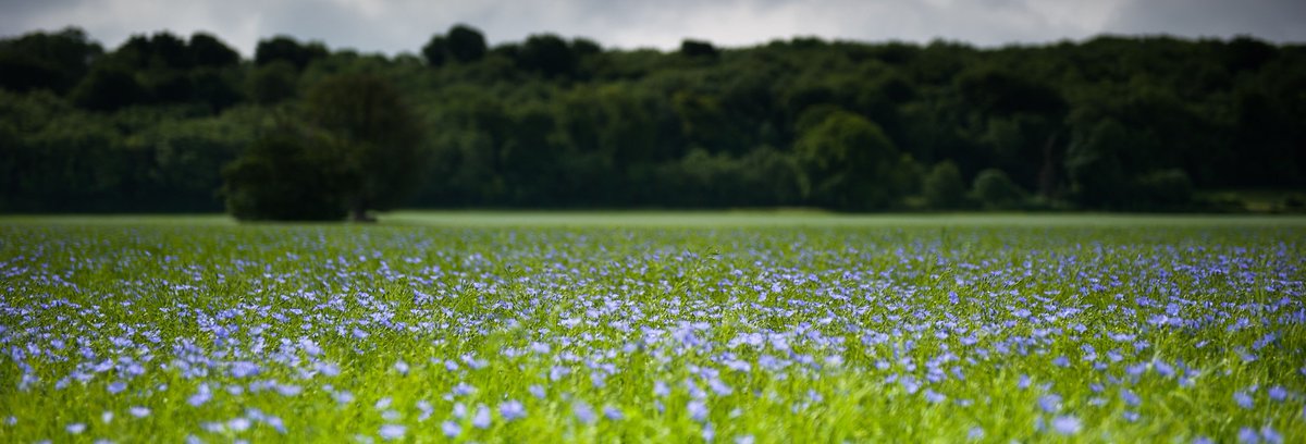 MEGA THREAD - How much do you know about Spring Linseed?