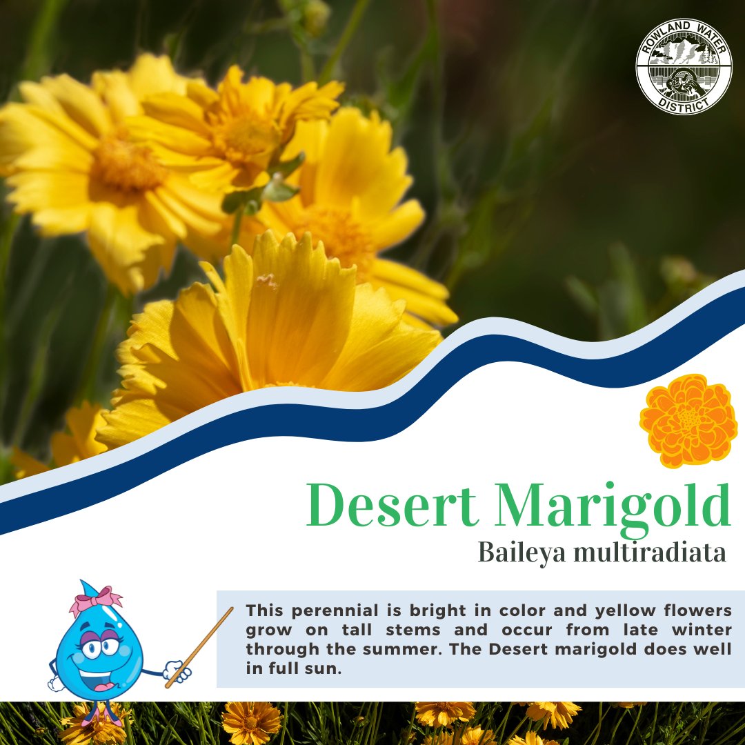 🌼🌾The Desert Marigold is a perennial that’s bright in color and yellow flowers grow on tall stems and occur from late winter through the summer. The Desert marigold does well in full sun. ☑️Learn more here- bit.ly/3TKfmcM #DiscoverRWD #PlantNative