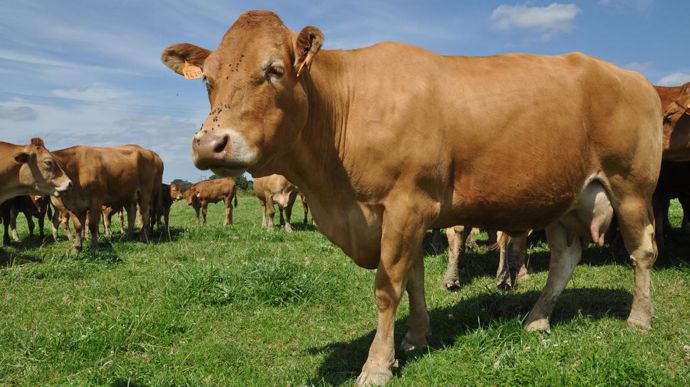 Pour éviter les carences à la mise à l’herbe, Jérémy Douhay, chargé d'étude en bovin viande à l’Institut de l’élevage, donne quelques astuces. #Agriculture #France 👉 agri-mutuel.com/elevage/quelqu…