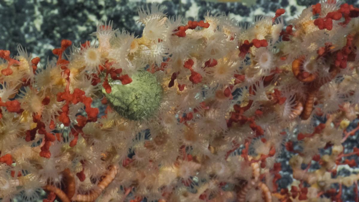 #WildlifeWednesday: Does it look like someone sneezed on this #coral? Spotted last year, the green blob nestled in this #paragorgia coral skeleton overgrown by #zoanthids is actually a #cephalopod egg case, possibly containing a #dumbooctopus.