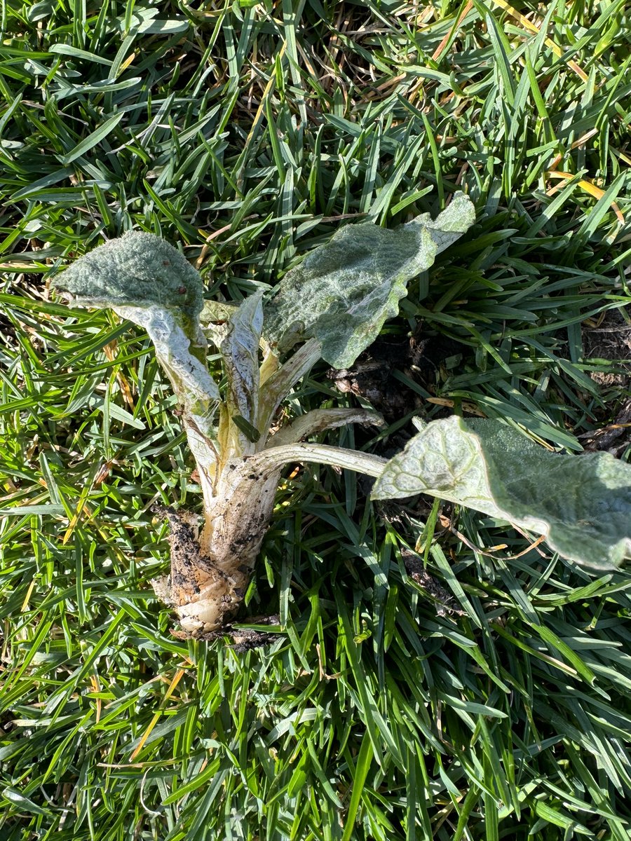 0891ajakanala's tweet photo. What are these Milwaukee?? They are very crunchy when you step on them, almost like celery but smell quite minty? They have appeared all over my new lawn that was laid in October #milwaukee #milwaukeeweeds #Wisconsin #milwaukeeproblems #weeds #plants https://t.co/hVBike6zTt