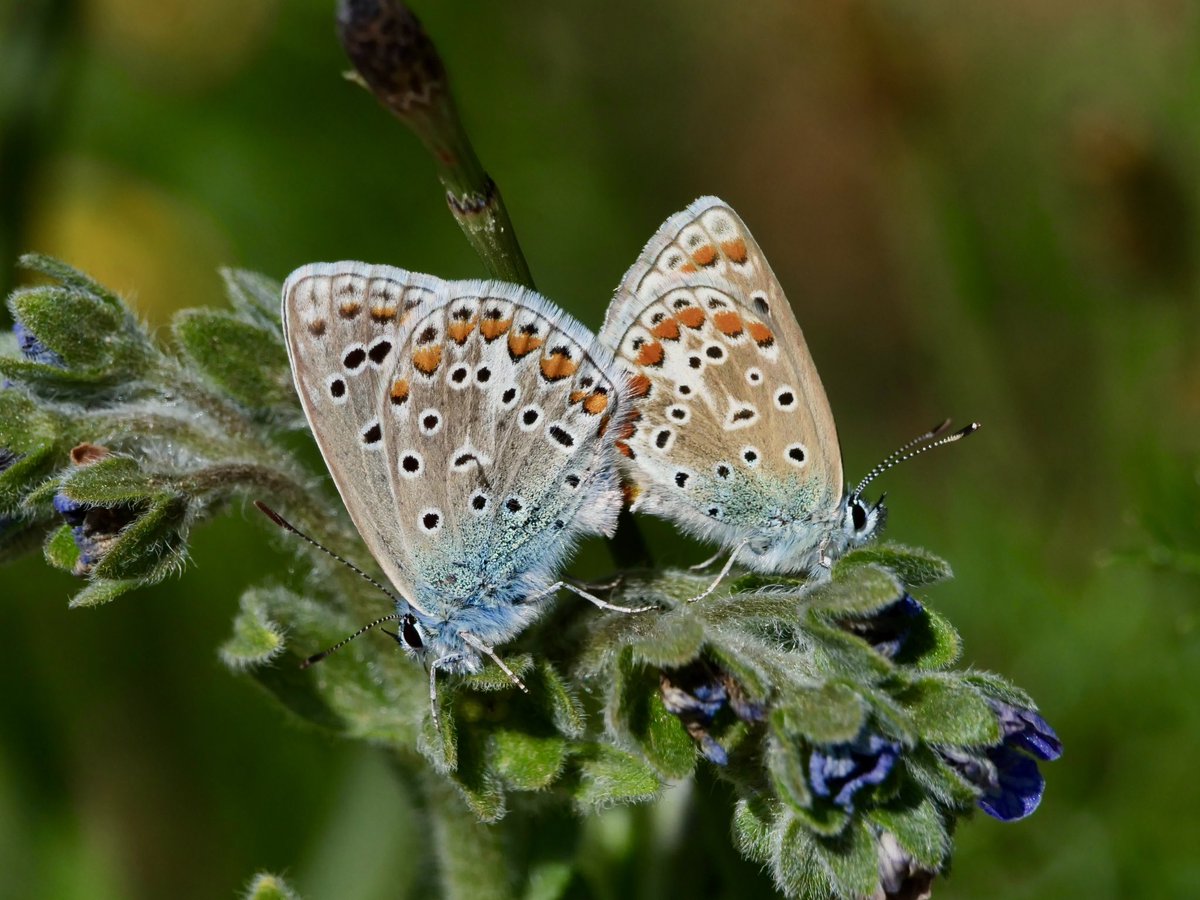Carlgemaurits's tweet photo. #icarusblauwtjes hadden het gezellig! https://t.co/tmfQdd8yJE