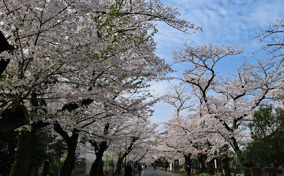 お花見@通勤途中 桜並木🌸 #東京都台東区 #桜並木 #通勤途中