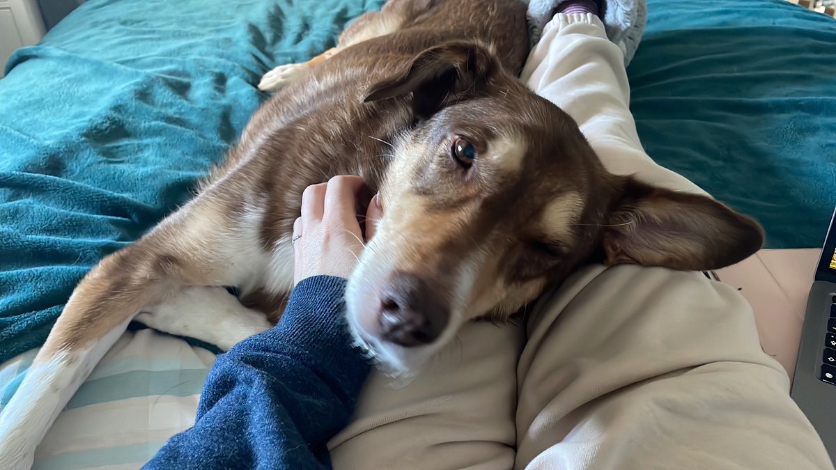 Hi *shy wave*

Just popping in ‘cos I know brown dog has fans. She had a vet visit today; she’s been a bit wobbly & even though she’s 12, that’s not her style.

Some nerve issues with her back that we’ll monitor & treat, but no pain.

Pupcup & croissant for being a brave girl