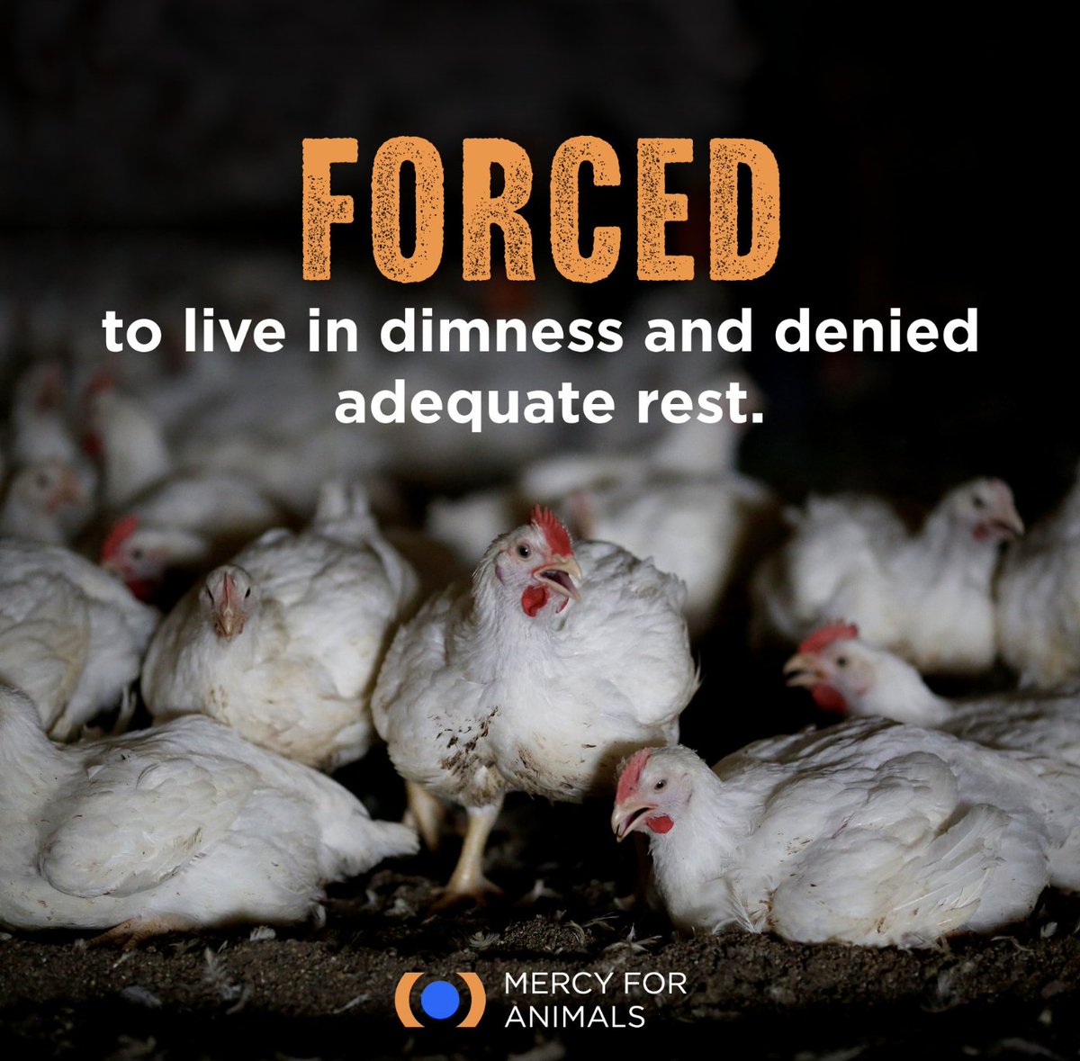 It's standard practice in the chicken industry to force birds to live in a near-constant state of dim lighting. 

These sensitive, curious animals spend their whole lives in a barren environment with low artificial lighting and are given only short periods of darkness to rest.