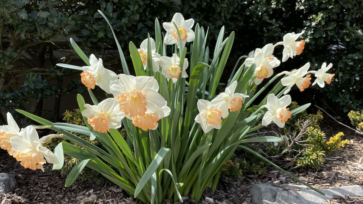 HammertimeAgain's tweet photo. #Spring is #springing today.... https://t.co/60tkJPIJOh