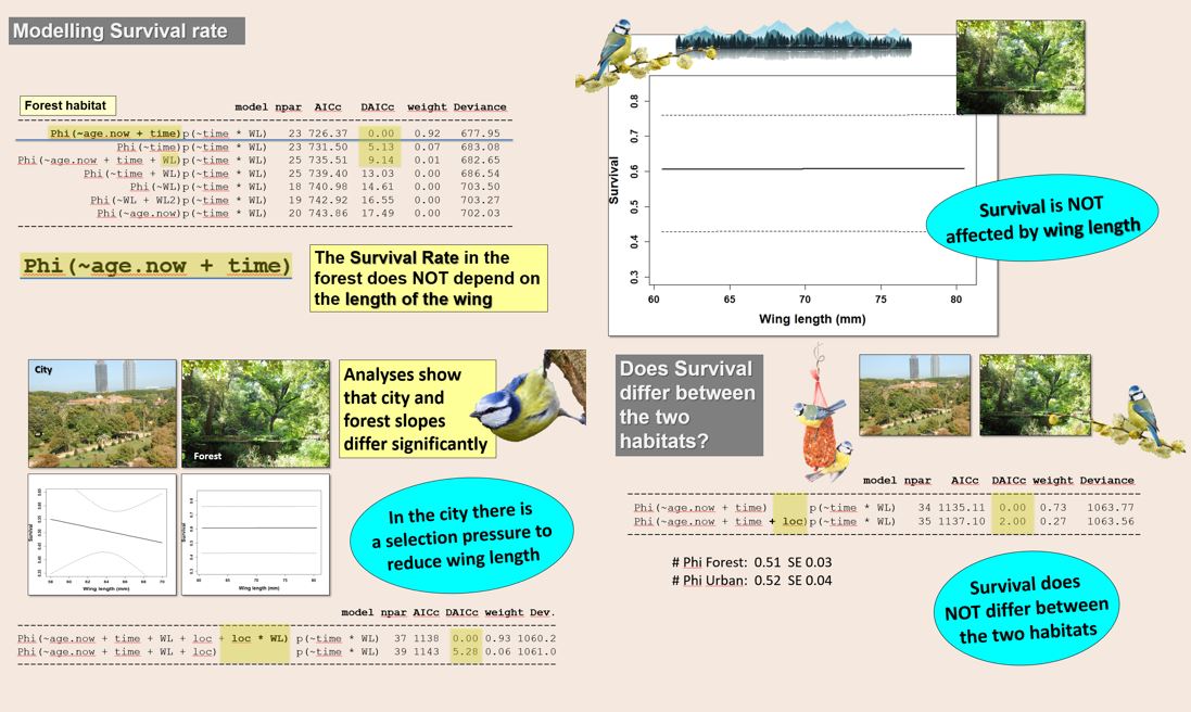 Juan Carlos Senar tweet media