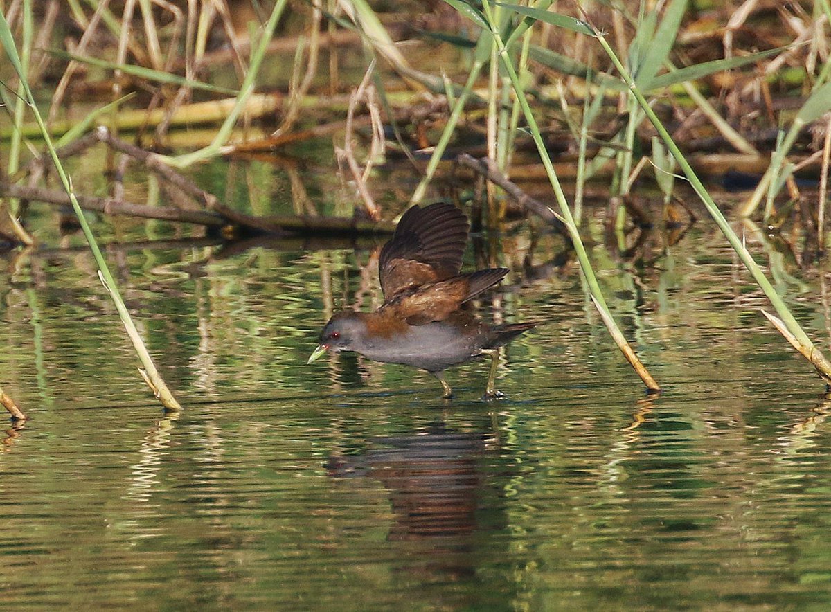 Ad male Little Crake from Agia Varvara a couple of days ago. @shelister @birdsaroundcy Cyprus.