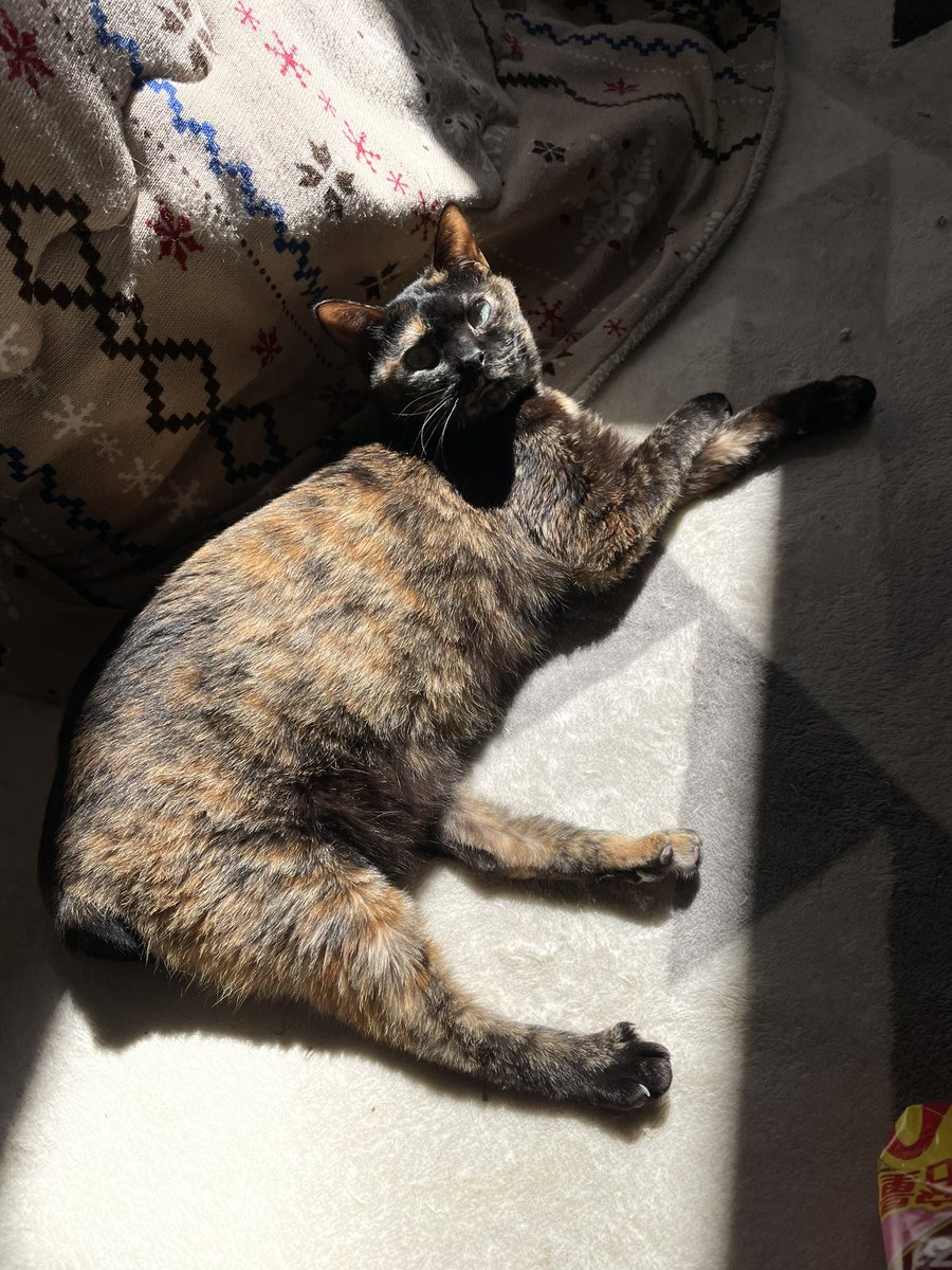 614日目。あずに圧をかけるつぶあん
#ねこ #あずき #とらじろう #つぶあん #プレッシャー #日向 #サビ猫 #猫のいる暮らし #cat #adoptedcat #rescuedcat #pressure #sunbathing #jealous #tortie #catlife