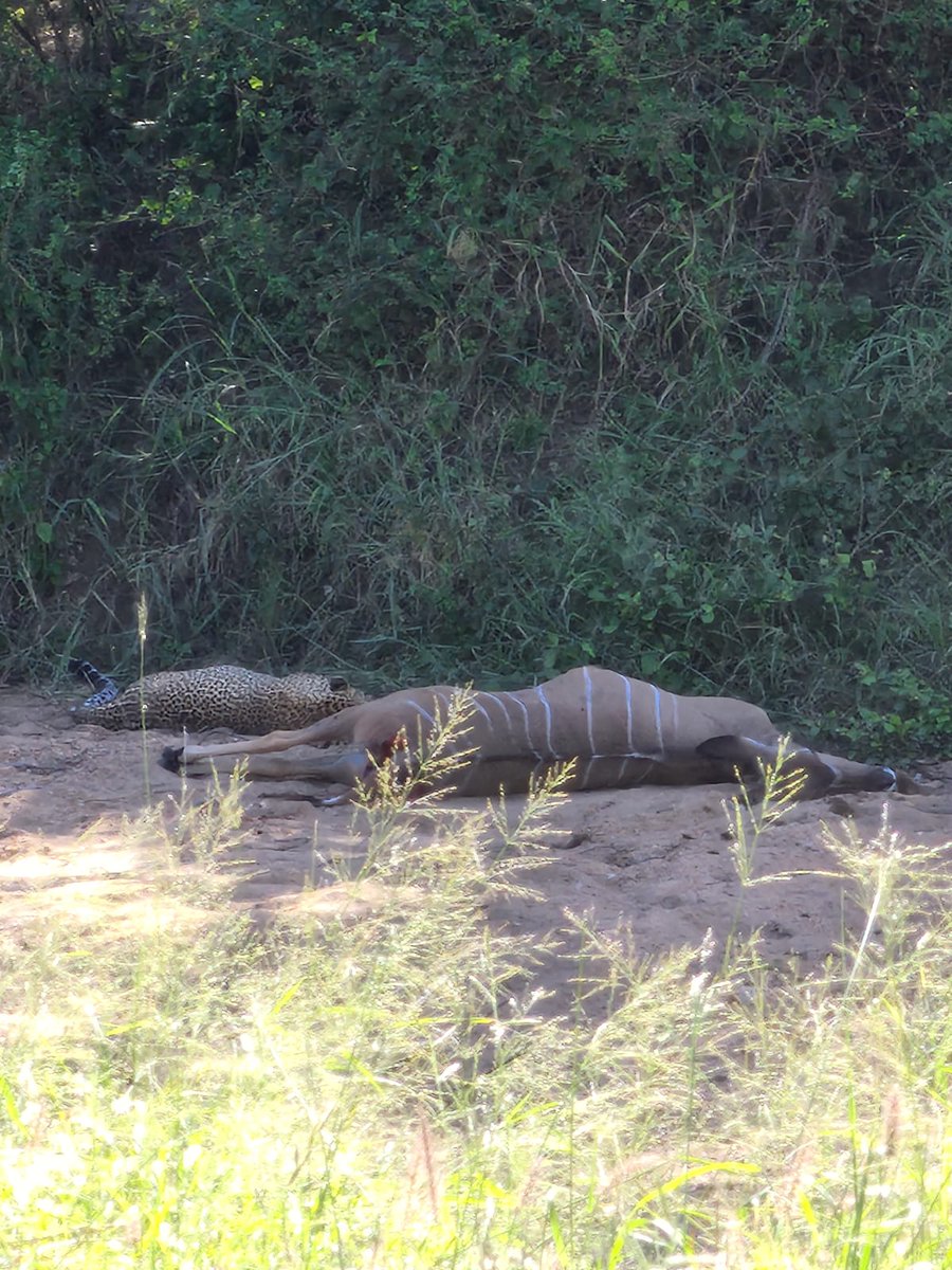 3:45pm
2 Leopard on a kill
'On a female Kudu in the riverbed.'
H1-3, 1.5km N of S86 N entrance
Near Satara
5/5
Tinged by Philip