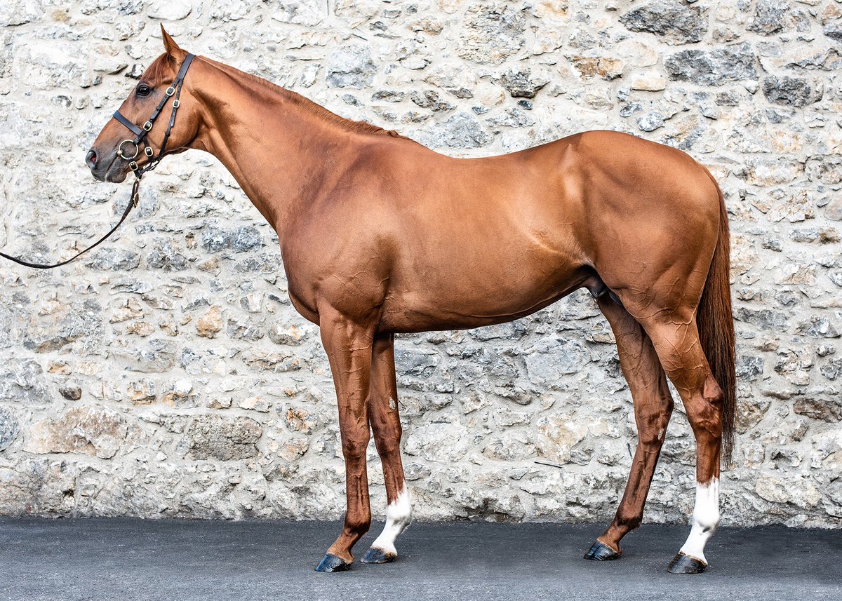 EBN (@bloodstocknews) on Twitter photo ๐ฅ More Stakes success for GALILEO GOLD (pic) ๐ฅ
๐ฅ GOLDANA wins the Listed <a href="/IrishEBF_/">Irish Stallion Farms</a> Heritage Stakes at <a href="/LeopardstownRC/">Leopardstown RC</a>. The 5YO mare was most recently purchased by <a href="/BlandfordBldstk/">Blandford Bloodstock</a> & <a href="/JosephOBrien2/">Joseph O'Brien</a> from <a href="/TheCastlebridge/">The Castlebridge Consignment</a> for โฌ120,000.
๐ฐ Pedigree review in tonight's EBN ๐ฅ More Stakes success for GALILEO GOLD (pic) ๐ฅ
๐ฅ GOLDANA wins the Listed <a href="/IrishEBF_/">Irish Stallion Farms</a> Heritage Stakes at <a href="/LeopardstownRC/">Leopardstown RC</a>. The 5YO mare was most recently purchased by <a href="/BlandfordBldstk/">Blandford Bloodstock</a> & <a href="/JosephOBrien2/">Joseph O'Brien</a> from <a href="/TheCastlebridge/">The Castlebridge Consignment</a> for โฌ120,000.
๐ฐ Pedigree review in tonight's EBN