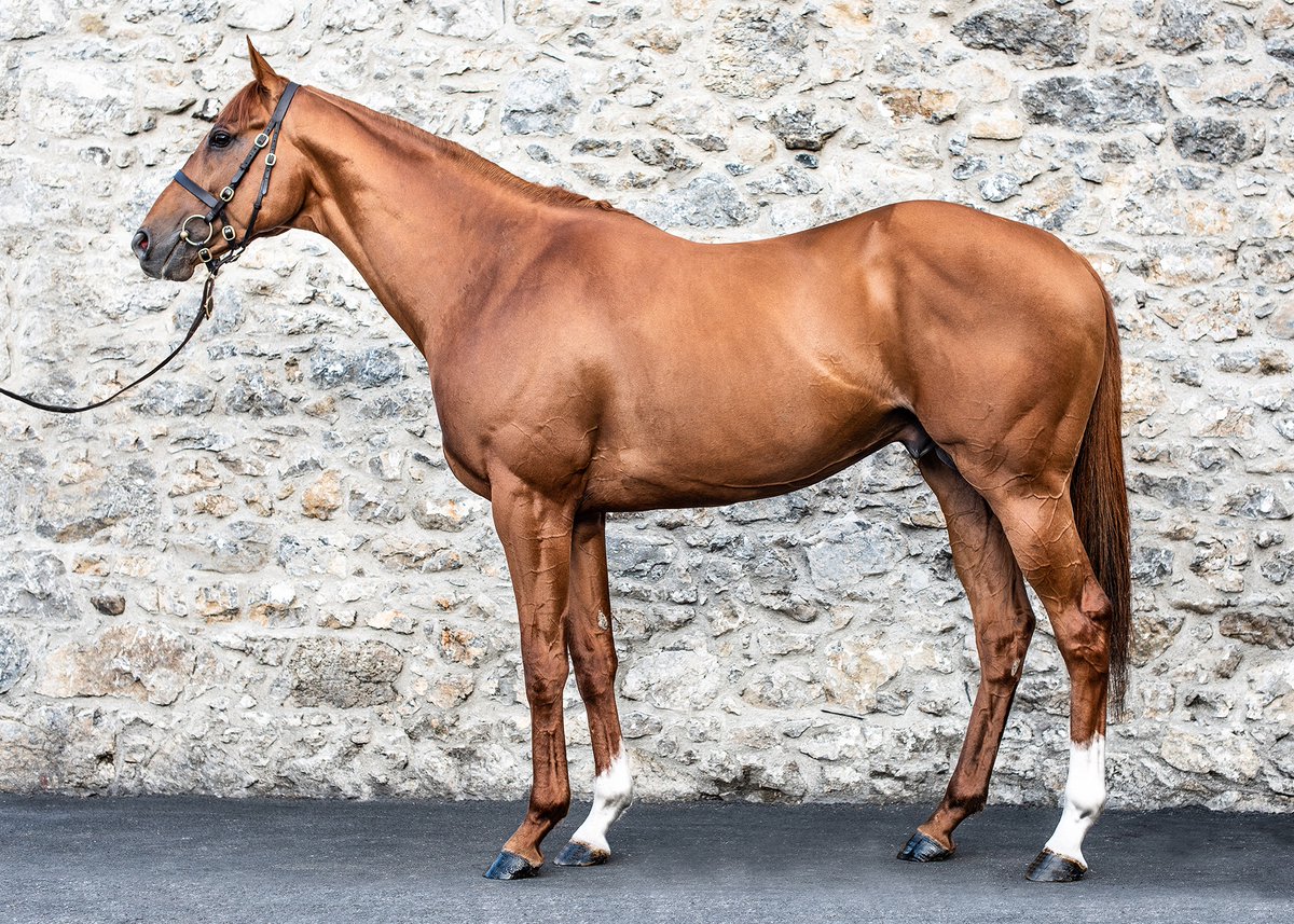 💥 More Stakes success for GALILEO GOLD (pic) 💥

🥇 GOLDANA wins the Listed @IrishEBF_ Heritage Stakes at @LeopardstownRC. The 5YO mare was most recently purchased by @BlandfordBldstk & @JosephOBrien2 from @TheCastlebridge for €120,000.

📰 Pedigree review in tonight's EBN