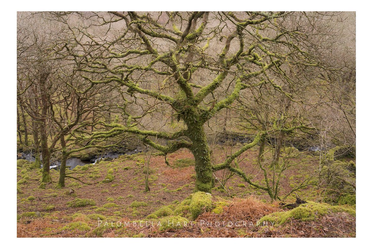 Cliffhanger, I mean literally, this wonderful chap grows out of a ledge between rocks on a cliff face.
#Woodland #ancientwoodland #oak #eryri #northwales #snowdonia #photooftheday #ThePhotoHour #StormHour