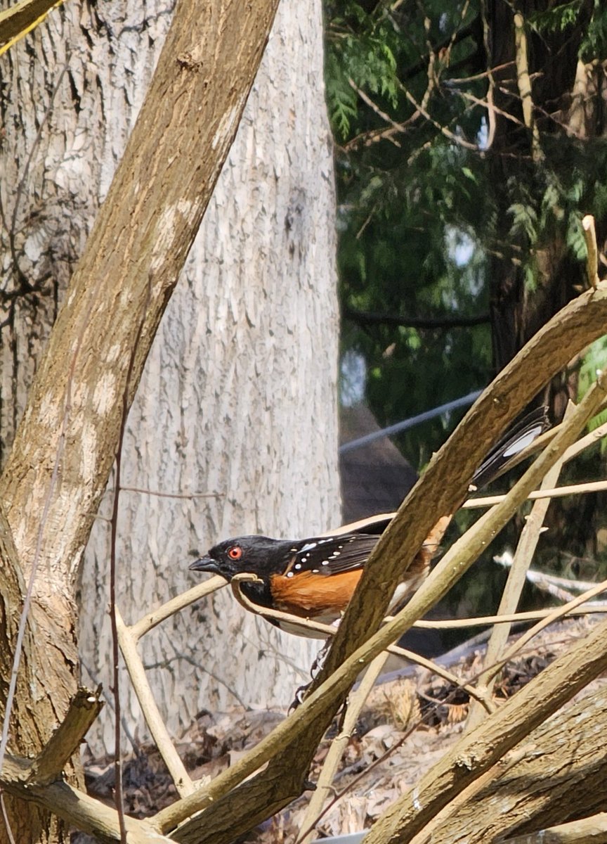 Gm frens. In moving mode atm so super busy but do have time for coffee outside with birdies. Spotted this beauty..The Spotted Towhee..notice it's red eye.