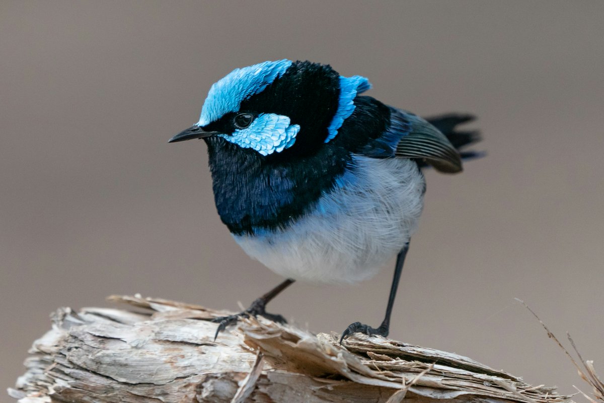 A tiny blue wren on a tree 🇦🇺 #birds #NaturePhotography #photography