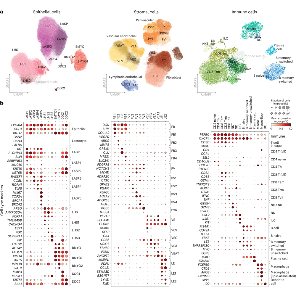 A paper in @NatureGenet reports on a single-cell RNA sequencing analysis of over 800,000 human adult breast cells, which identifies 41 cell subtypes and highlights age- and parity-dependent effects. go.nature.com/49r4ir1