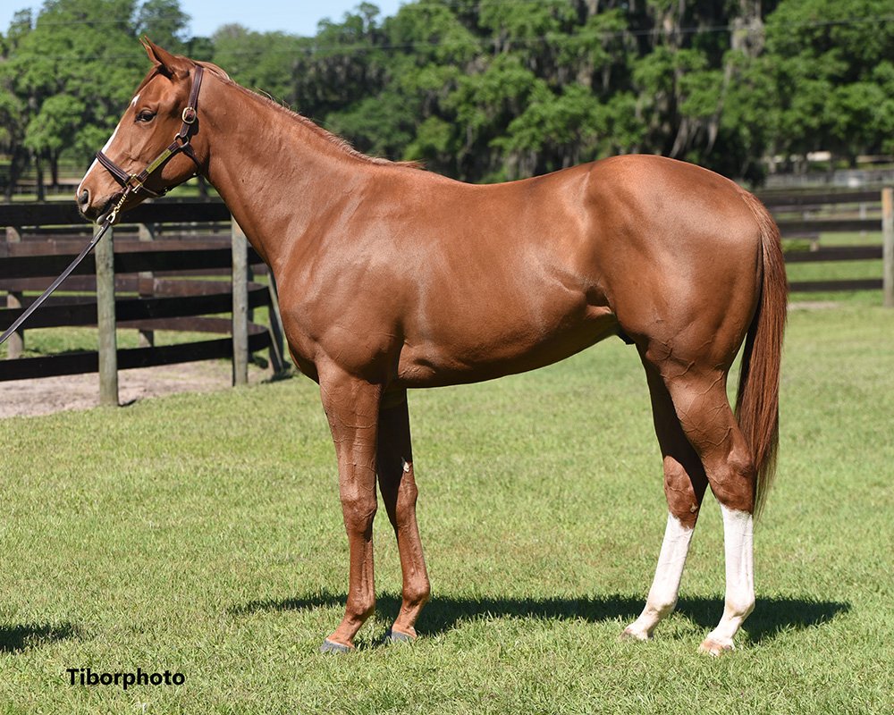 And @TopLineTBs does it AGAIN! This time with this hunk of a chestnut Macleans Music x Flatter mare. The Macleans x AP Indy cross brought us Preakness winner Cloud Computing and champion Jackie's Warrior, having both speed and stamina. 9.4/20.1/32.2. 🚀🚀🚀🚀