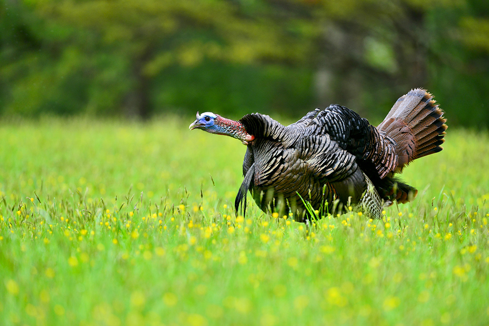 Dealing with tough turkeys? Here are some tips from our friends over at @GunBroker! bit.ly/3U8nWDy 📷 Jason Boggs