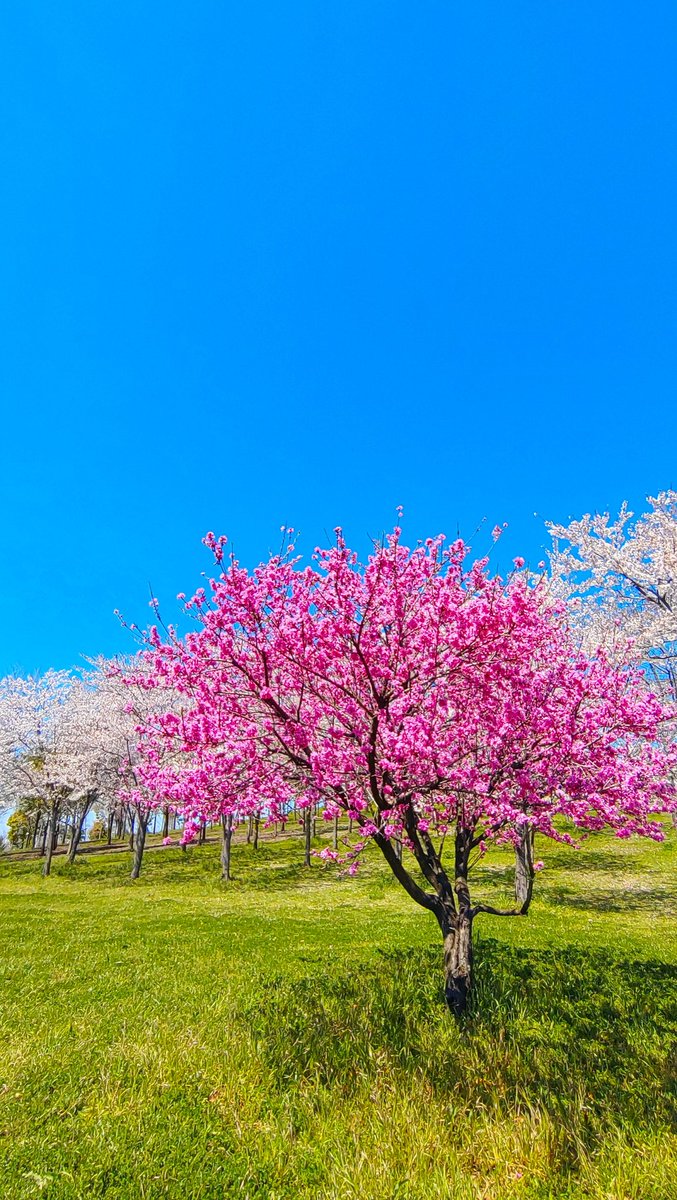 デキ猫見終わってしまい1日の終わりの楽しみが…
でも今季はウィンブレとバーテンダー 神のグラスを楽しみます😇
お疲れ様でした

#キリトリセカイ
#ソメイヨシノ
#カンザン
#桜2024
#お花見
#TLをお花でいっぱいにしよう
#TLを桜でいっぱいにしよう
#写真で伝える私の世界 
#写真で奏でる私の世界