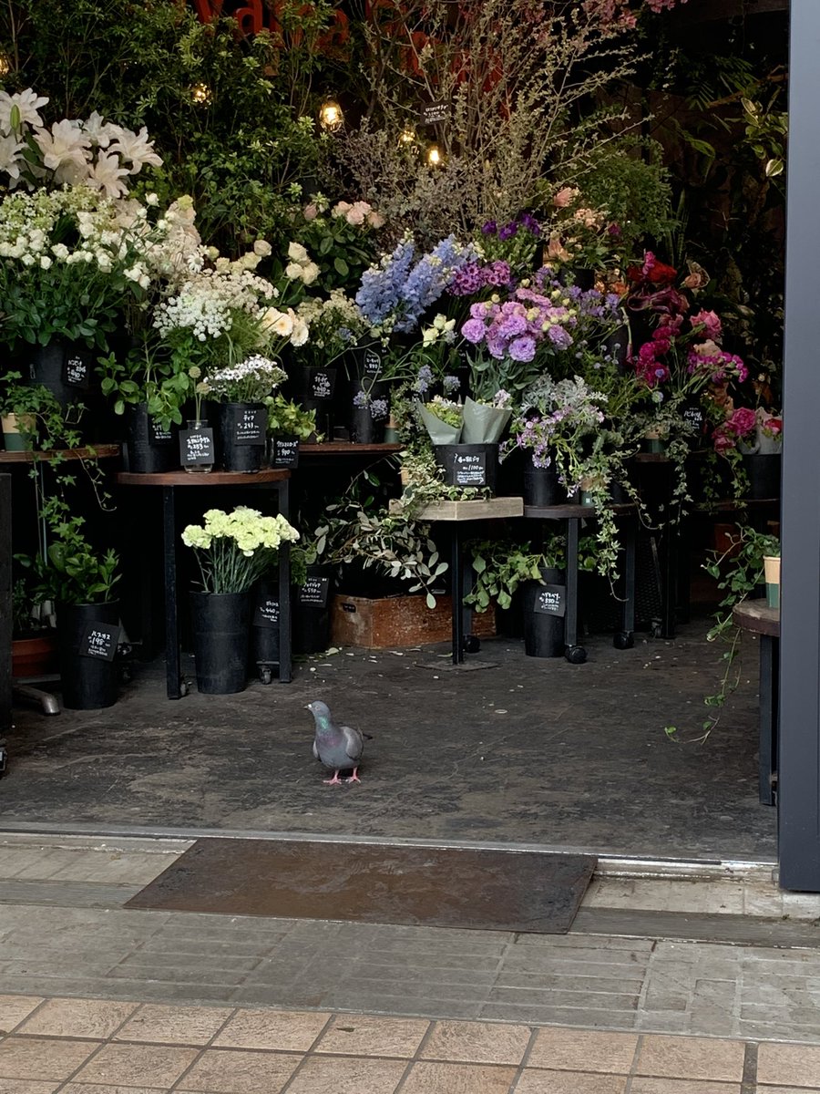 最近よかったこと: 花屋で客みたいな鳩を見た
