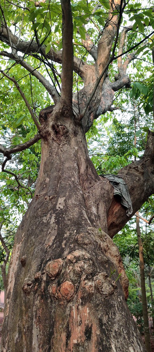 baniyan tree🌿🙃🌿 #treetime #trees #nature #treeday #treepeople #treeclub #banyan
