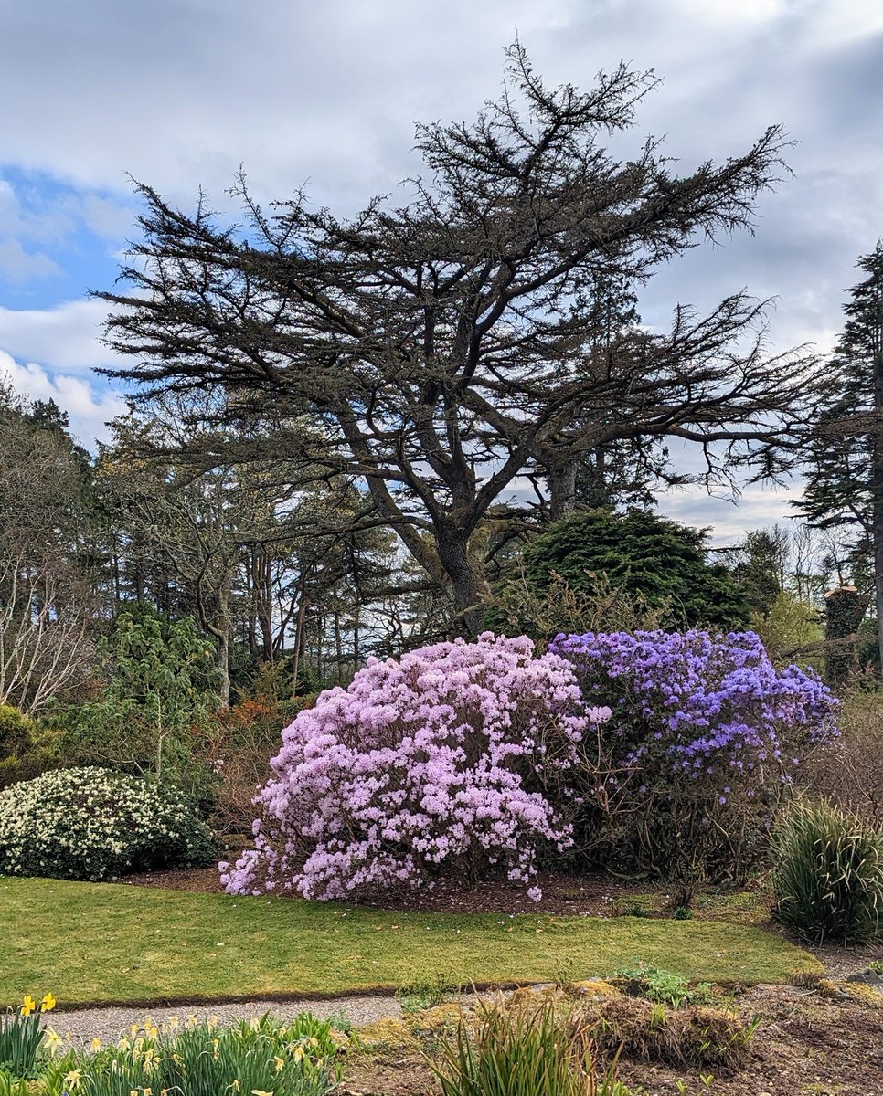 🌼 Spring Travel Stop 🌼 Our neighbours, #ArduaineGardens, are open from 10.00–17.00 (last entry 16.00), full of colourful plants and fragrance. Take a walk around their grounds and then stop by our plant shop for a little treat of your own to remember your visit by 🌺