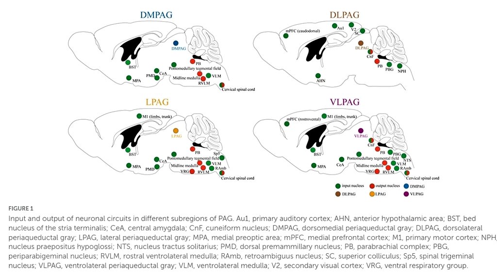 The Periaqueductal Grey matter. A key component of nociception and affective behavior. The authors analyze the connectivity and propose a subdivision of PAG, as follows: dorsomedial, dorsolateral, lateral and ventrolateral. 👇🏼