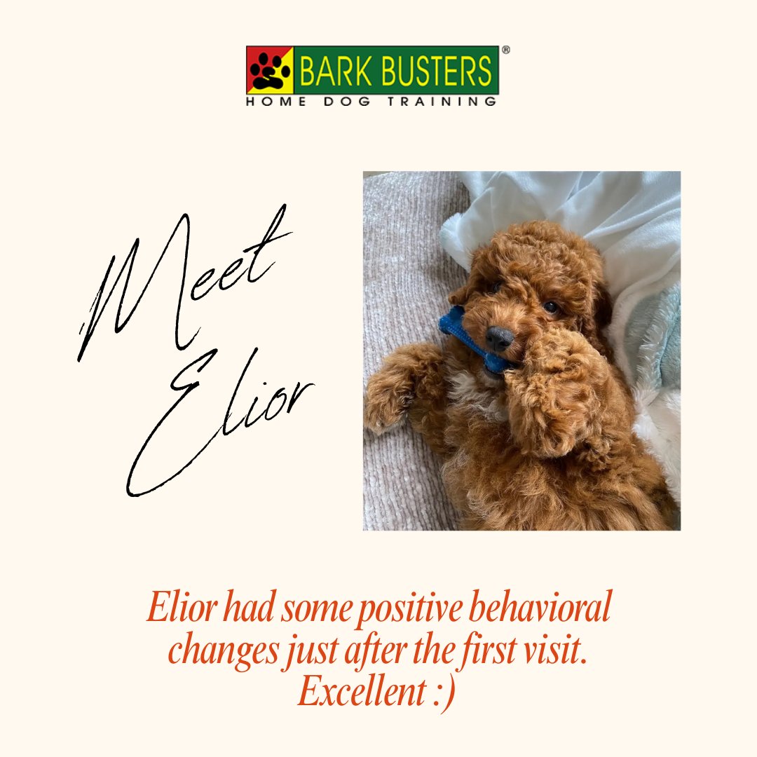 Elior's journey towards positive change unfolds as early signs of improvement emerge after our first visit. A testament to the power of proactive support!
.
Visit bit.ly/BarkBustervall… to learn more.
.
#stephaniecurtis #dogtraining #valleydogtraining #inhomebehavioraltraining