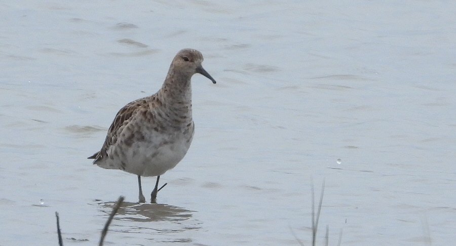 Clocked my first Avon Ruff of the year on the Severnside patch this morning. Found by fellow patcher @Severnsidebirds, who captured this image.