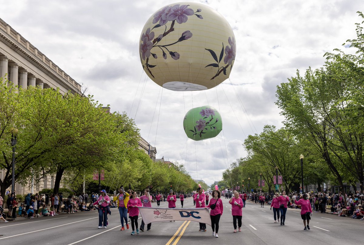 CherryBlossFest tweet picture