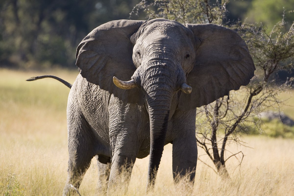 BREAKING: NY SB 3302 Passes the NY Senate 55-8… Misguided New York legislators continue attempts to restrict the legal importation of harvested African species from the countries with the largest populations of these species in the world.. ACT NOW: bit.ly/43Qn3Tz