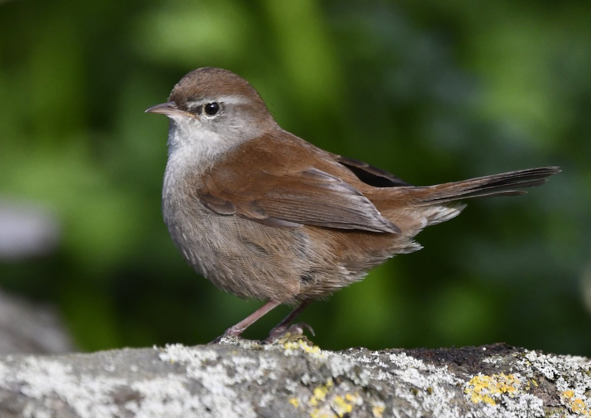 Cropped image of the male Cetti's Warbler Cettia cetti after he had temporarily emerged from cover this morning. @MarkBravery tells me that this bird's vociferous attempts to attract a mate have paid off, so this could be the first breeding pair in a small London park.